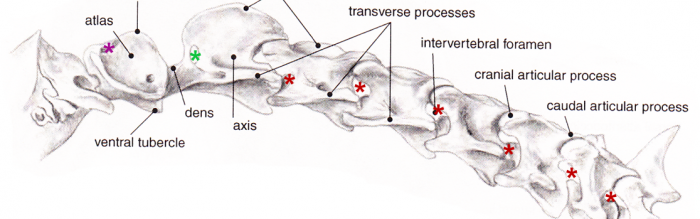 woodsideequineclinic