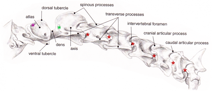 woodsideequineclinic