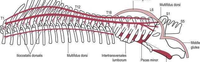 veteriankey