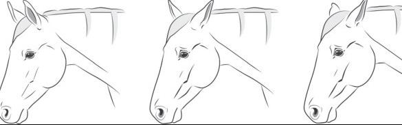 "Description of the features of the equine pain face" sciencedirect.com