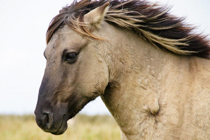 horsebreedspictures