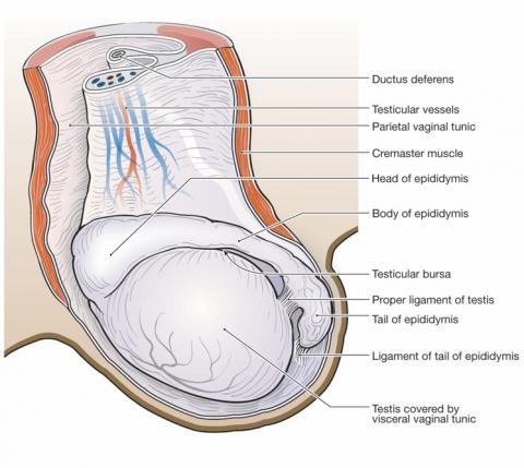 centralequinevets