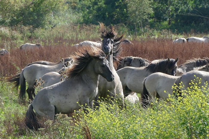 konik