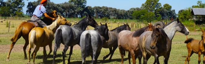 colombianhorses